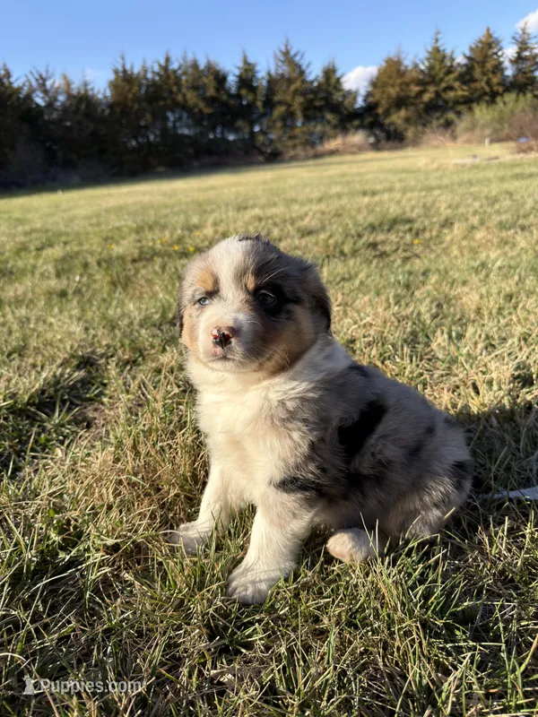 Brody – Miniature Australian Shepherd puppy for sale in Milford, NE