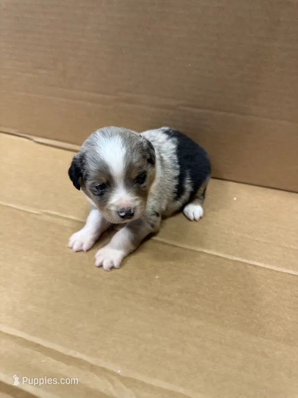 Comp – Miniature Australian Shepherd puppy for sale in Milford, NE