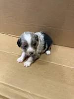 Comp, a male Miniature Australian Shepherd for sale in Milford, NE – 1 of 2