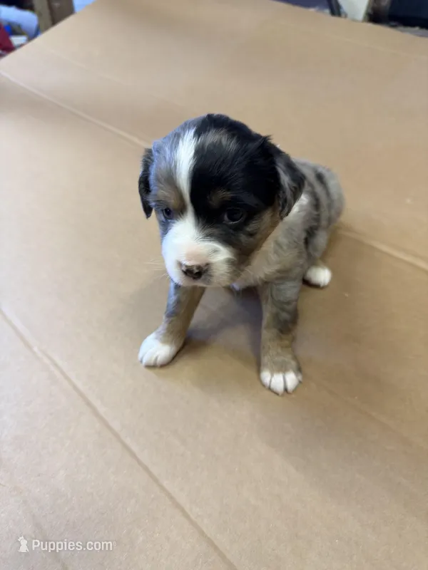 Cooder – Miniature Australian Shepherd puppy for sale in Milford, NE