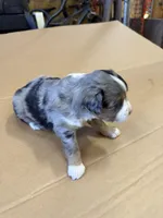 Cooder, a male Miniature Australian Shepherd for sale in Milford, NE – Photo 2 of 3