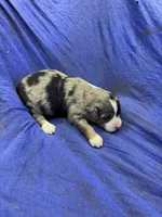 Cooder, a male Miniature Australian Shepherd for sale in Milford, NE – Photo 2 of 3