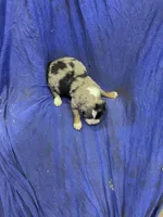 Cooder, a male Miniature Australian Shepherd for sale in Milford, NE – Photo 3 of 3