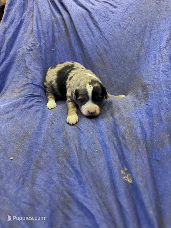 Cooder – Miniature Australian Shepherd puppy for sale in Milford, NE