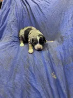 Cooder, a male Miniature Australian Shepherd for sale in Milford, NE – Photo 1 of 3