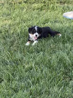 Nokia, a male Miniature Australian Shepherd for sale in Milford, NE – 3 of 3