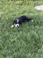 Nokia, a male Miniature Australian Shepherd for sale in Milford, NE – 2 of 3