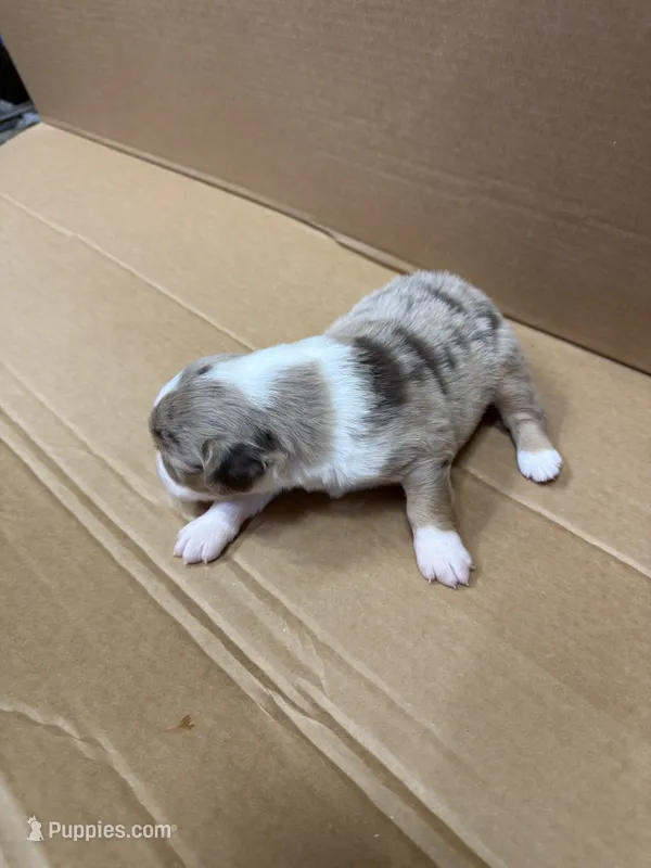 Nicci – Miniature Australian Shepherd puppy for sale in Milford, NE