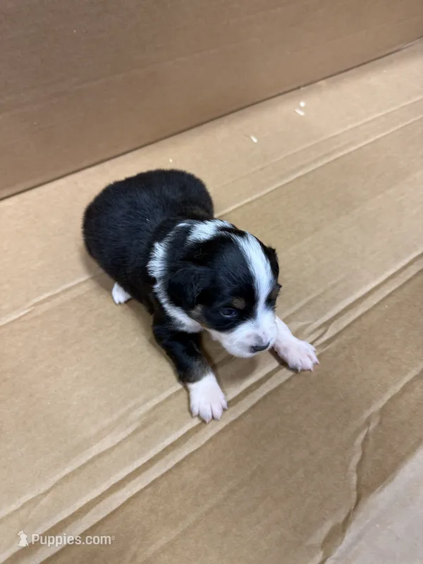 Noki – Miniature Australian Shepherd puppy for sale in Milford, NE
