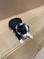 Noki, a male Miniature Australian Shepherd for sale in Milford, NE – 1 of 2