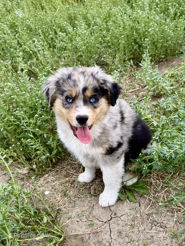 Rusty – Miniature Australian Shepherd puppy for sale in Milford, NE