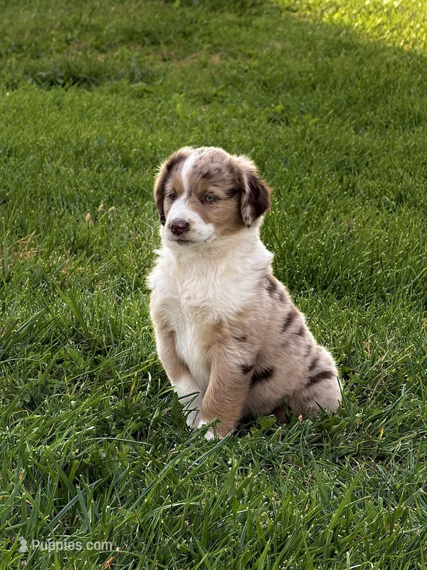 Nicci, a female Miniature Australian Shepherd for sale in Milford, NE – 1 of 2