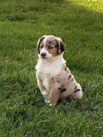 Nicci, a female Miniature Australian Shepherd for sale in Milford, NE – 1 of 2