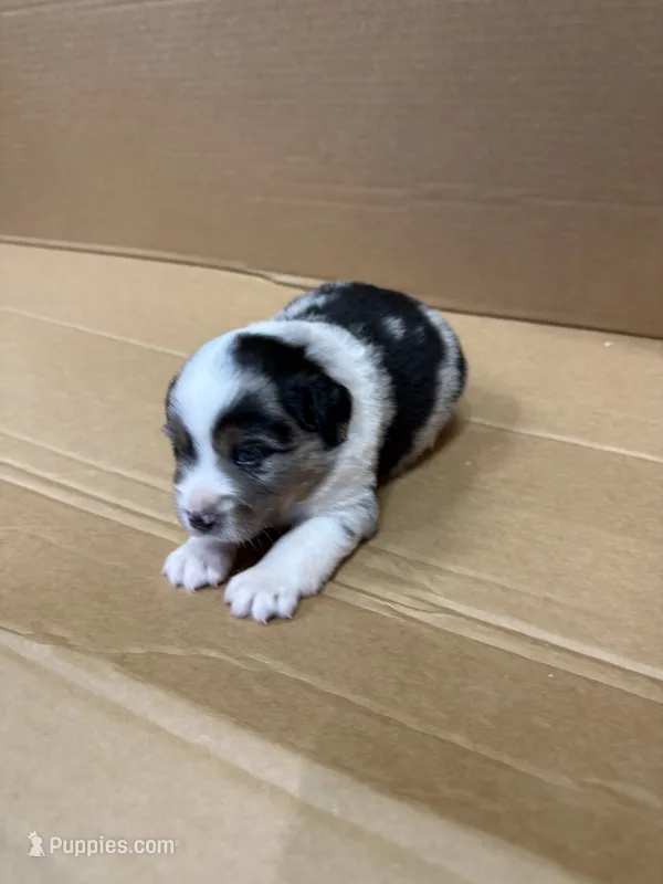 Vince – Miniature Australian Shepherd puppy for sale in Milford, NE