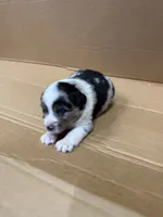 Vince, a male Miniature Australian Shepherd for sale in Milford, NE – 1 of 3