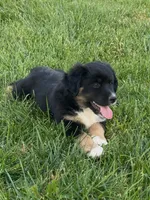 Bear, a male Miniature Australian Shepherd for sale in Milford, NE – 1 of 2
