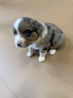Spark, a male Miniature Australian Shepherd for sale in Milford, NE – Photo 3 of 3