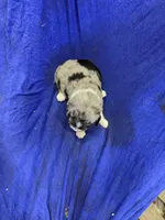 Brondy, a male Miniature Australian Shepherd for sale in Milford, NE – Photo 2 of 3