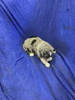 Brondy, a male Miniature Australian Shepherd for sale in Milford, NE – Photo 3 of 3