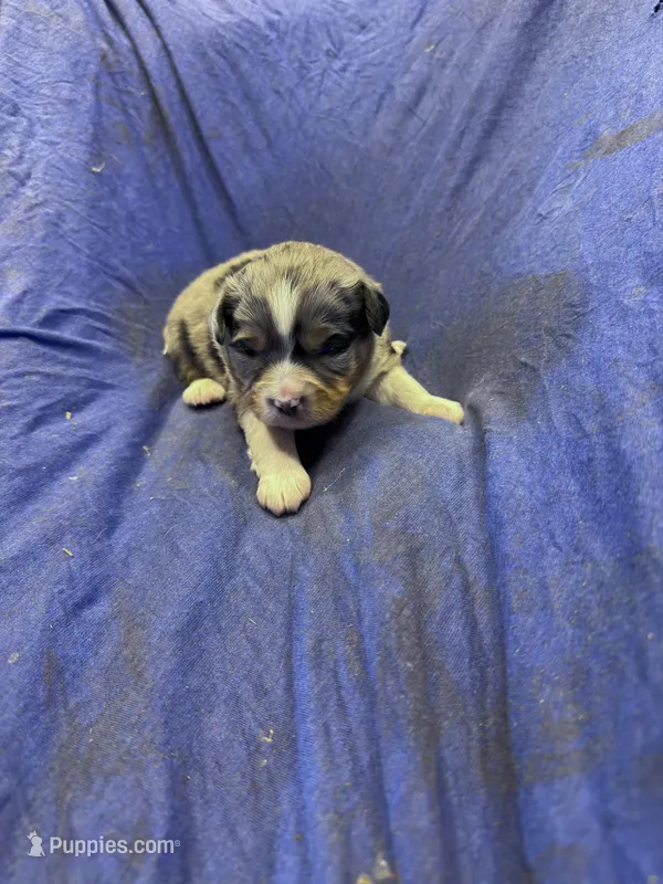 Brondy – Miniature Australian Shepherd puppy for sale in Milford, NE