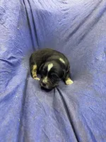 Sprinter, a male Miniature Australian Shepherd for sale in Milford, NE – Photo 2 of 3