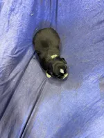 Sprinter, a male Miniature Australian Shepherd for sale in Milford, NE – Photo 3 of 3