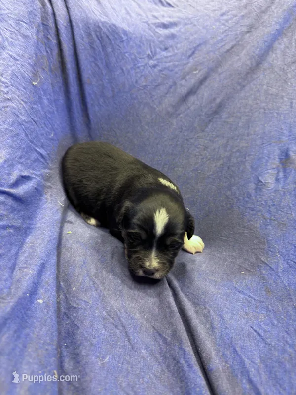 Sprinter – Miniature Australian Shepherd puppy for sale in Milford, NE