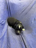 Sprinter, a male Miniature Australian Shepherd for sale in Milford, NE – Photo 1 of 3