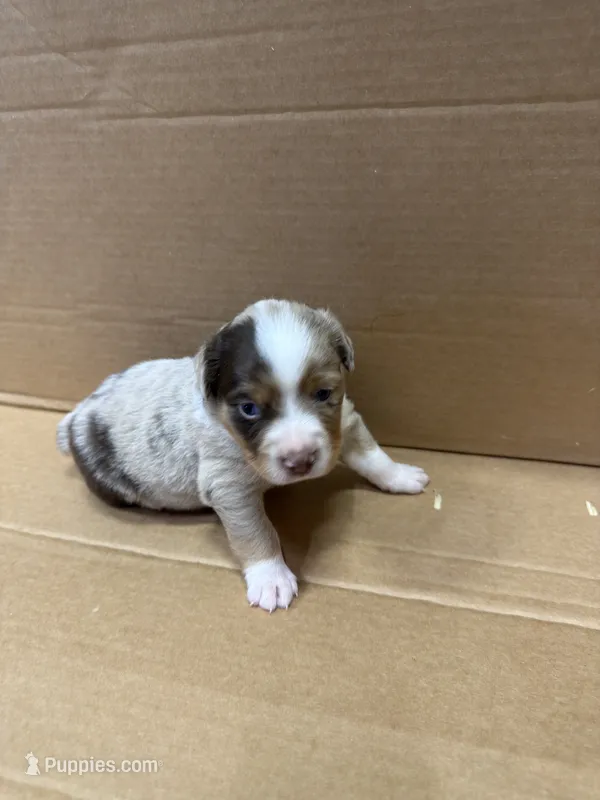 Bixby – Miniature Australian Shepherd puppy for sale in Milford, NE