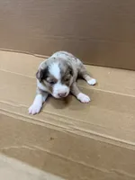 Nicci, a female Miniature Australian Shepherd for sale in Milford, NE – 2 of 2