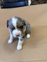 Brondy, a male Miniature Australian Shepherd for sale in Milford, NE – Photo 2 of 4