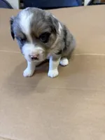 Brondy, a male Miniature Australian Shepherd for sale in Milford, NE – Photo 3 of 4