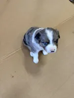 Brondy, a male Miniature Australian Shepherd for sale in Milford, NE – Photo 4 of 4