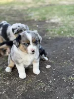 Spark, a male Miniature Australian Shepherd for sale in Milford, NE – Photo 1 of 3