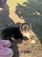 Drake, a male Miniature Australian Shepherd for sale in Milford, NE – Photo 1 of 2