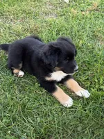 Bear, a male Miniature Australian Shepherd for sale in Milford, NE – 2 of 2