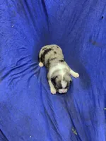 Chase, a male Miniature Australian Shepherd for sale in Milford, NE – Photo 2 of 3