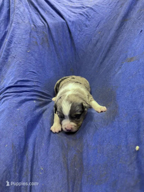 Chase – Miniature Australian Shepherd puppy for sale in Milford, NE