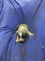 Chase, a male Miniature Australian Shepherd for sale in Milford, NE – Photo 1 of 3