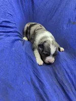 Chase, a male Miniature Australian Shepherd for sale in Milford, NE – Photo 3 of 3