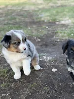 Spark, a male Miniature Australian Shepherd for sale in Milford, NE – Photo 2 of 3