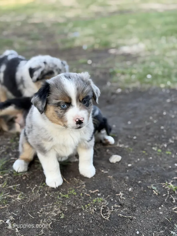 Spark – Miniature Australian Shepherd puppy for sale in Milford, NE