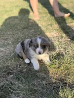 Spark, a male Miniature Australian Shepherd for sale in Milford, NE – Photo 3 of 3
