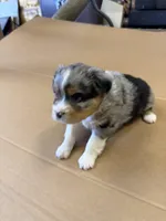 Spark, a male Miniature Australian Shepherd for sale in Milford, NE – Photo 3 of 3