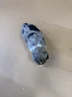 Spark, a male Miniature Australian Shepherd for sale in Milford, NE – Photo 2 of 3