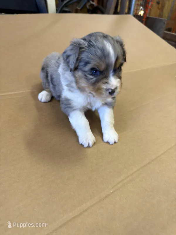 Spark – Miniature Australian Shepherd puppy for sale in Milford, NE