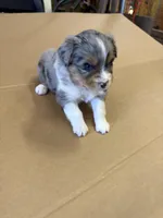 Spark, a male Miniature Australian Shepherd for sale in Milford, NE – Photo 1 of 3