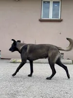 Puppies , a male Belgian Malinois for sale in Ontario, CA – 4 of 9