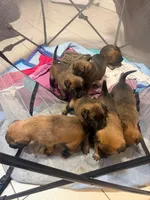 Puppies , a male Belgian Malinois for sale in Ontario, CA – 9 of 9