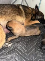 Puppies , a male Belgian Malinois for sale in Ontario, CA – 3 of 9